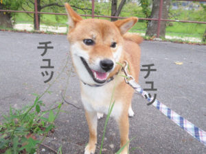 柴犬コマリ　草