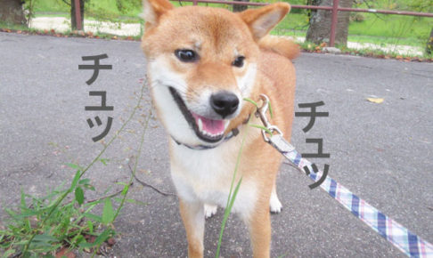 柴犬コマリ　草