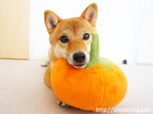 柴犬コマリ　かぼちゃ