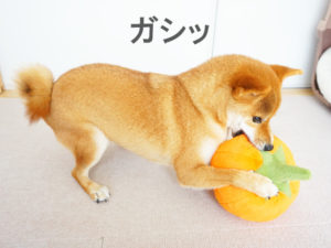 柴犬コマリ　カボチャ