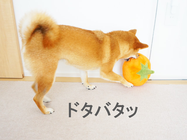 柴犬コマリ　カボチャ　おもちゃ