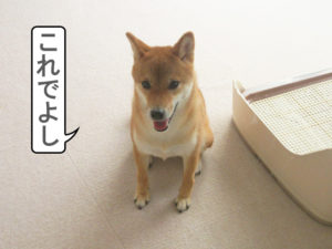 柴犬コマリ　オスワリ