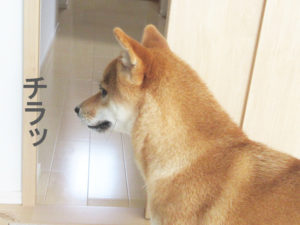 柴犬コマリ　脱走