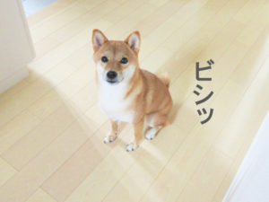 柴犬コマリ　オスワリ
