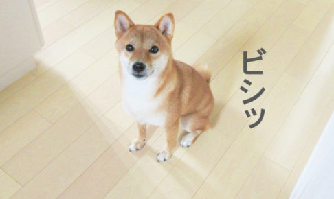 柴犬コマリ　オスワリ