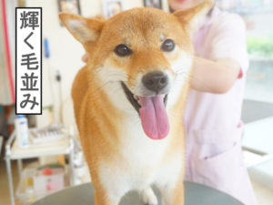 柴犬コマリ　シャンプー