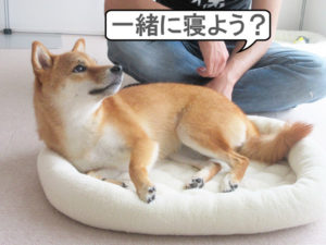 柴犬コマリ　お昼寝