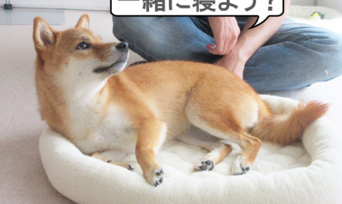 柴犬コマリ　お昼寝