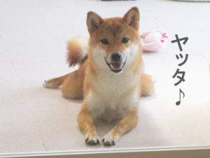 柴犬コマリ　忠犬