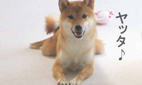 柴犬コマリ　忠犬