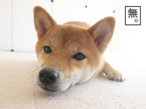 柴犬コマリ　ツチノコ