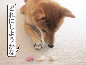 柴犬コマリ　おやつ
