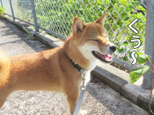 柴犬コマリ　散歩