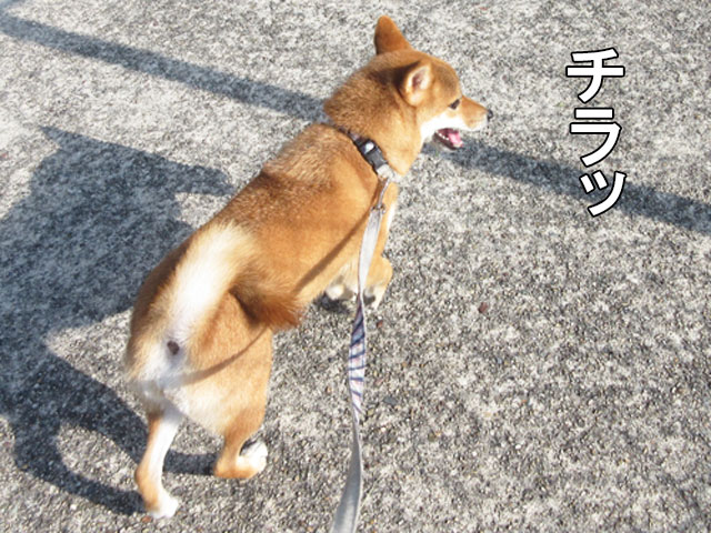 柴犬コマリ　散歩