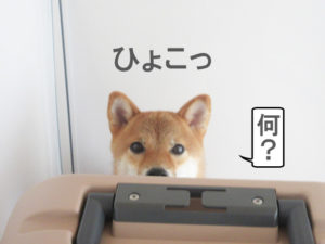 柴犬コマリ　ひょっこり