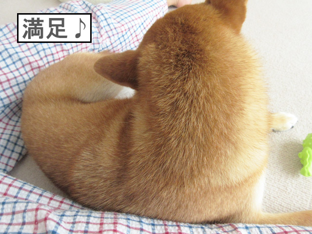 柴犬コマリ　カキカキ