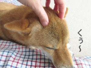 柴犬コマリ　耳ペタ