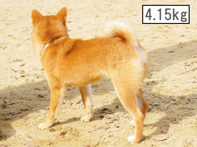 柴犬コマリ　子犬　体重