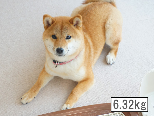柴犬コマリ　柴犬　体重