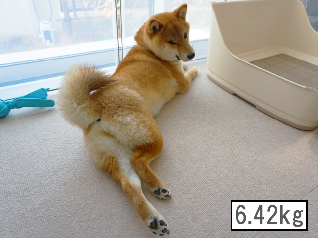 柴犬コマリ　体重の変化