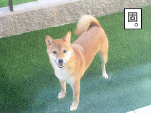 柴犬コマリ　犬　庭