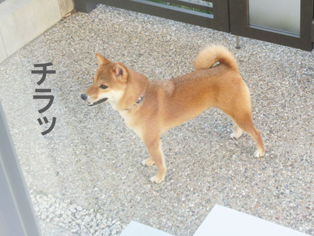 柴犬コマリ　外飼い　犬