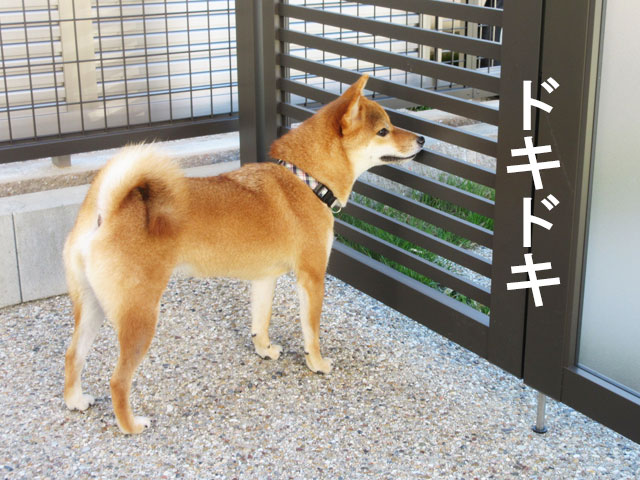 柴犬コマリ　庭　犬