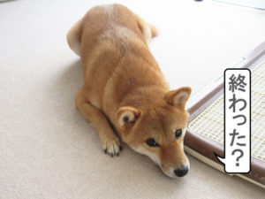 柴犬コマリ　ツチノコ