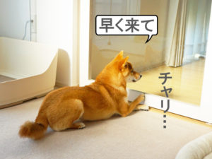 柴犬コマリ　柴犬