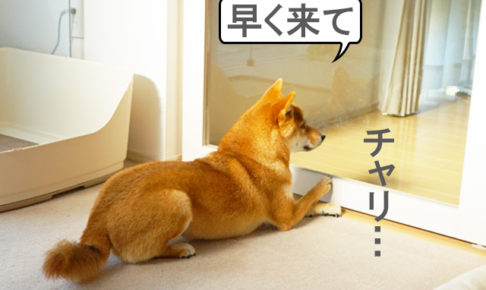 柴犬コマリ　柴犬