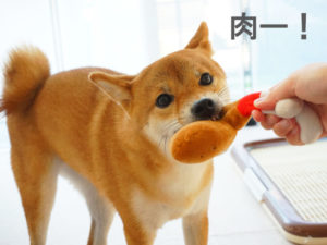 柴犬コマリ　一眼レフ