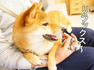 柴犬コマリ　動物病院　ワクチン