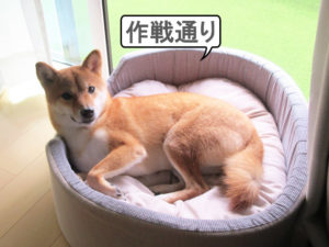 柴犬コマリ　リビング