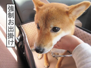 柴犬コマリ　ドライブボックス