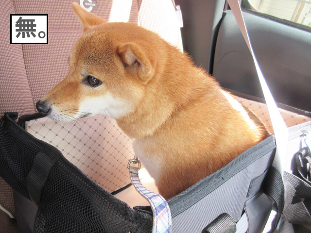 柴犬コマリ　ドライブボックス