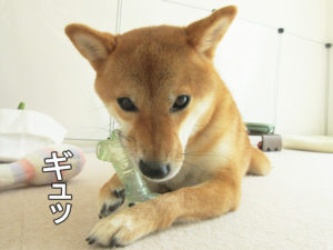 柴犬コマリ　骨　おもちゃ