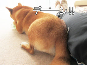 柴犬コマリ　お尻
