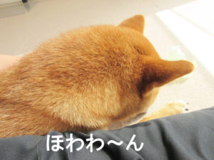 柴犬コマリ　毛並み