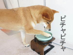 柴犬コマリ　ウォーターボウル