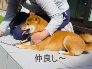 柴犬コマリ　仲良し