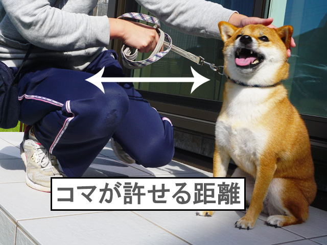 柴犬コマリ　パーソナルスペース