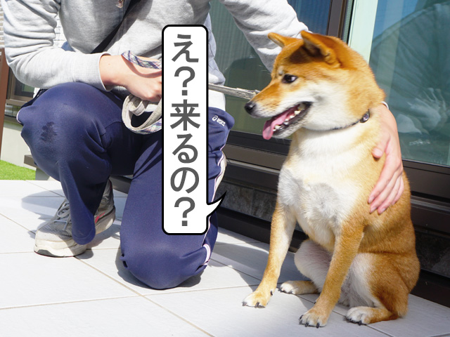 柴犬コマリ　パーソナルスペース