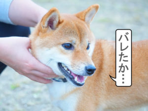 柴犬コマリ　ドッグラン