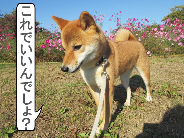 柴犬コマリ　コスモス