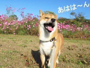 柴犬コマリ　コスモス