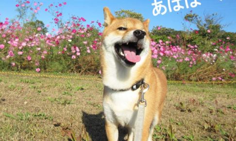 柴犬コマリ　コスモス