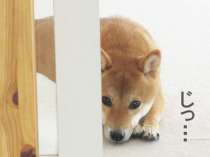 柴犬コマリ　進撃のツチノコ