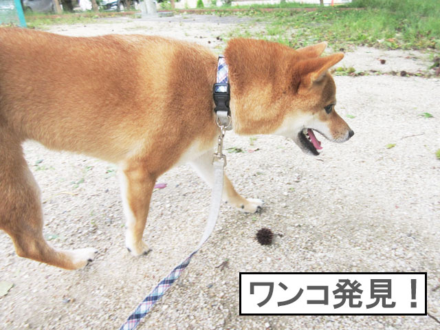 柴犬コマリ　台風