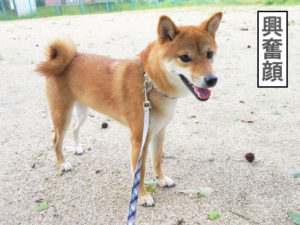 柴犬コマリ　台風