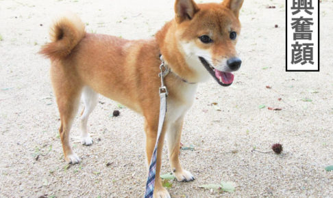 柴犬コマリ　台風